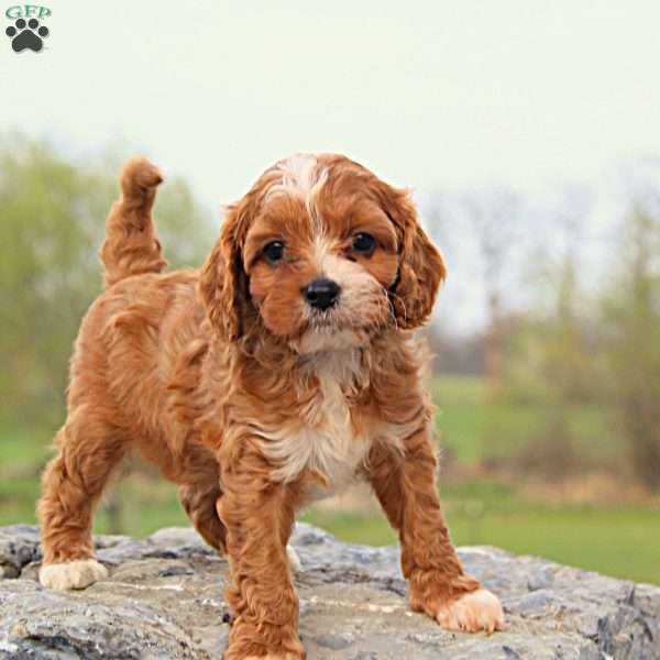 Cooper, Cavapoo Puppy